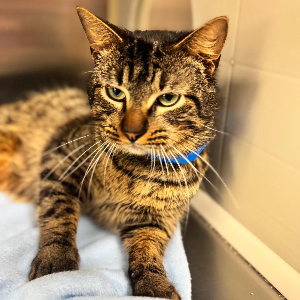 Enlarge Skittles, a Adoptable Domestic Medium Hair in Auburn, AL image 6/6