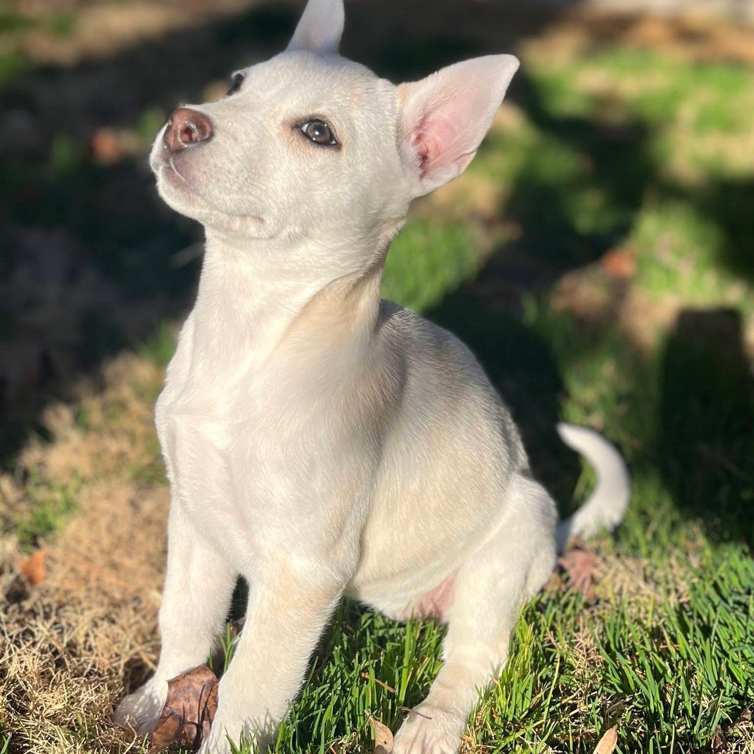 Enlarge Daisy, an adopted mixed breed in Waxhaw, NC image 3/6