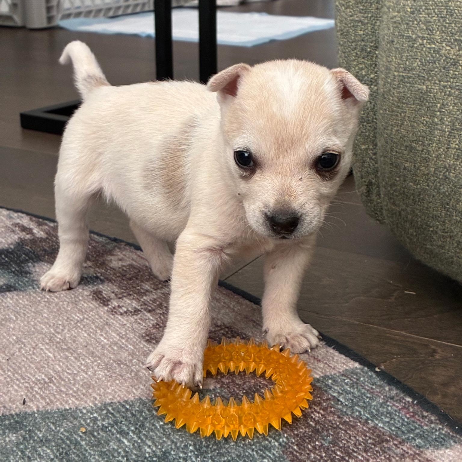 Daisy, a Adoptable mixed breed in Waxhaw, NC image 2/4