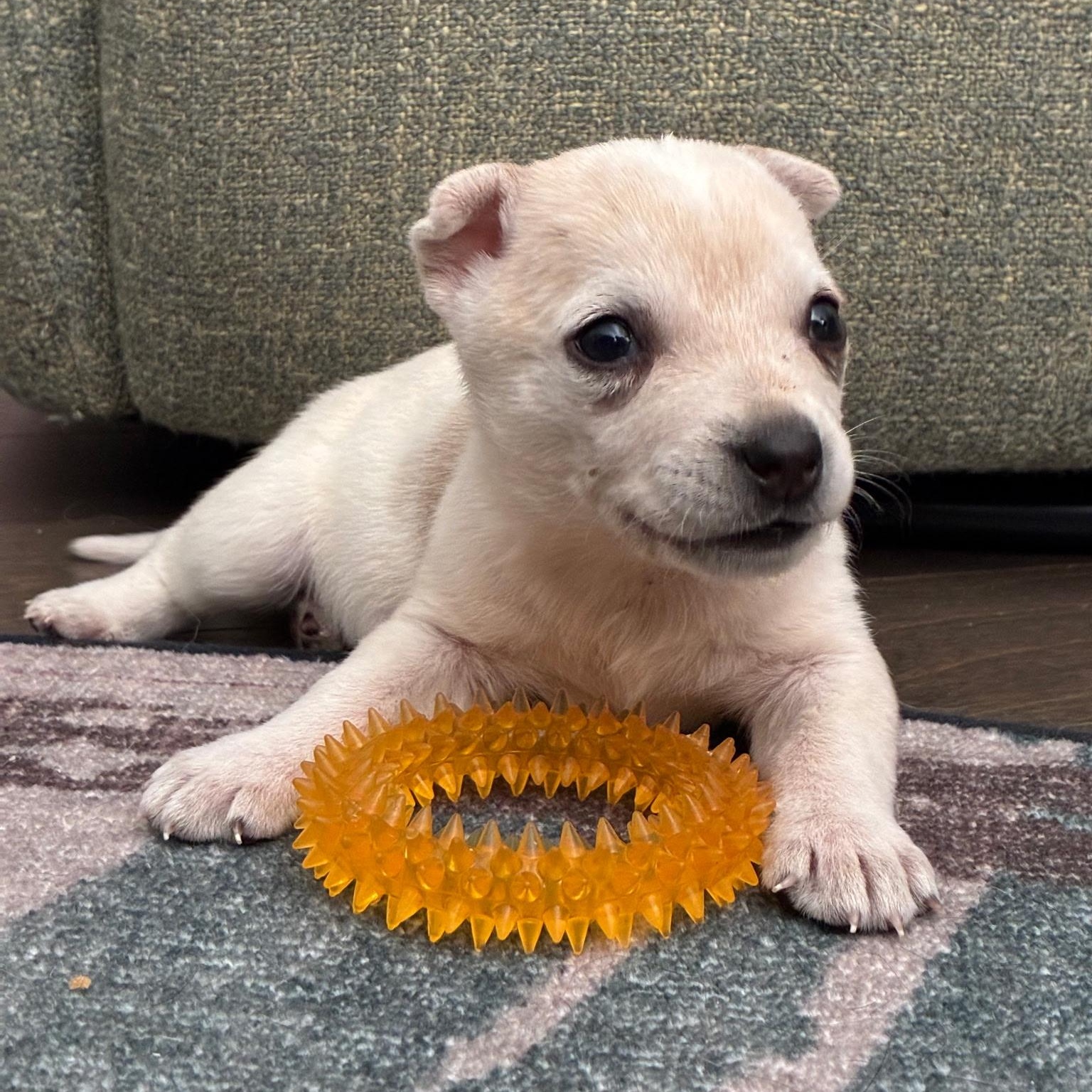 Daisy, Adoptable, Puppy Female Australian Shepherd.