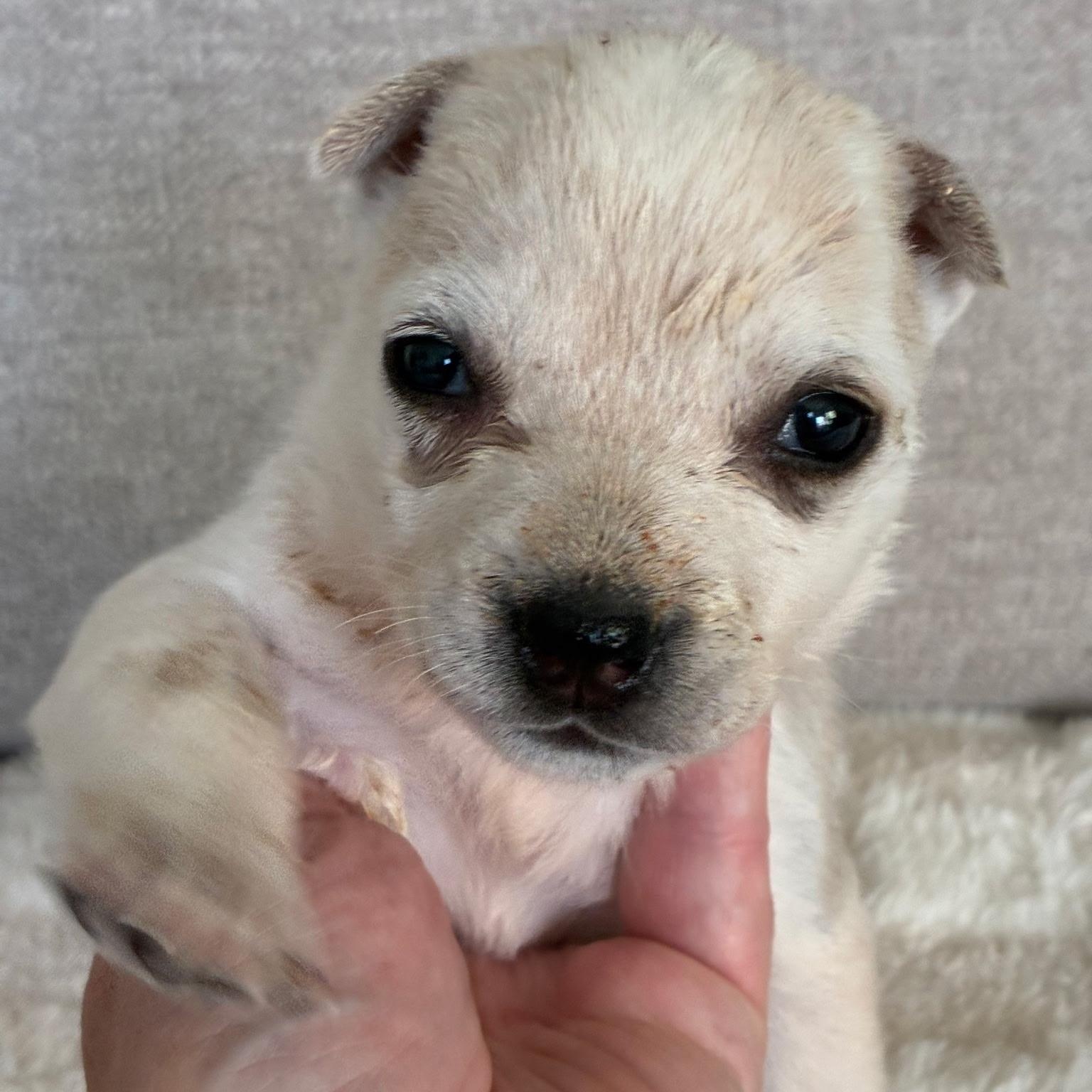 Daisy, a Adoptable mixed breed in Waxhaw, NC image 3/4