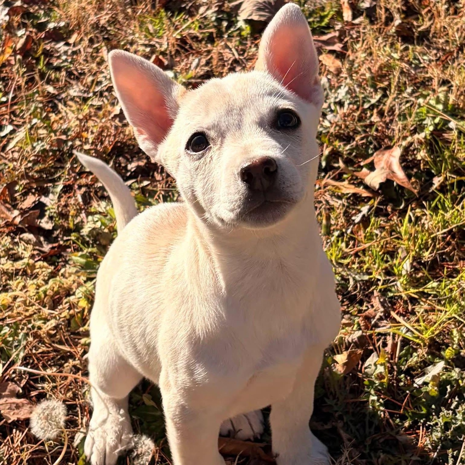 Enlarge Daisy, an adopted mixed breed in Waxhaw, NC image 2/6