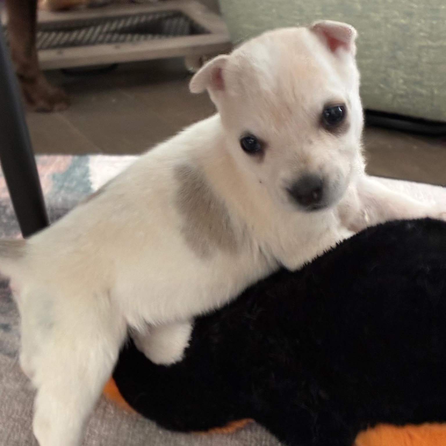 Daisy, a Adoptable mixed breed in Waxhaw, NC image 4/4