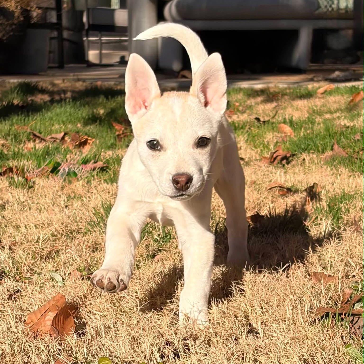 Enlarge Daisy, an adopted mixed breed in Waxhaw, NC image 1/6