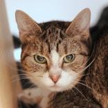 Shawna, ADOPTABLE, Adult Female Domestic Short Hair.