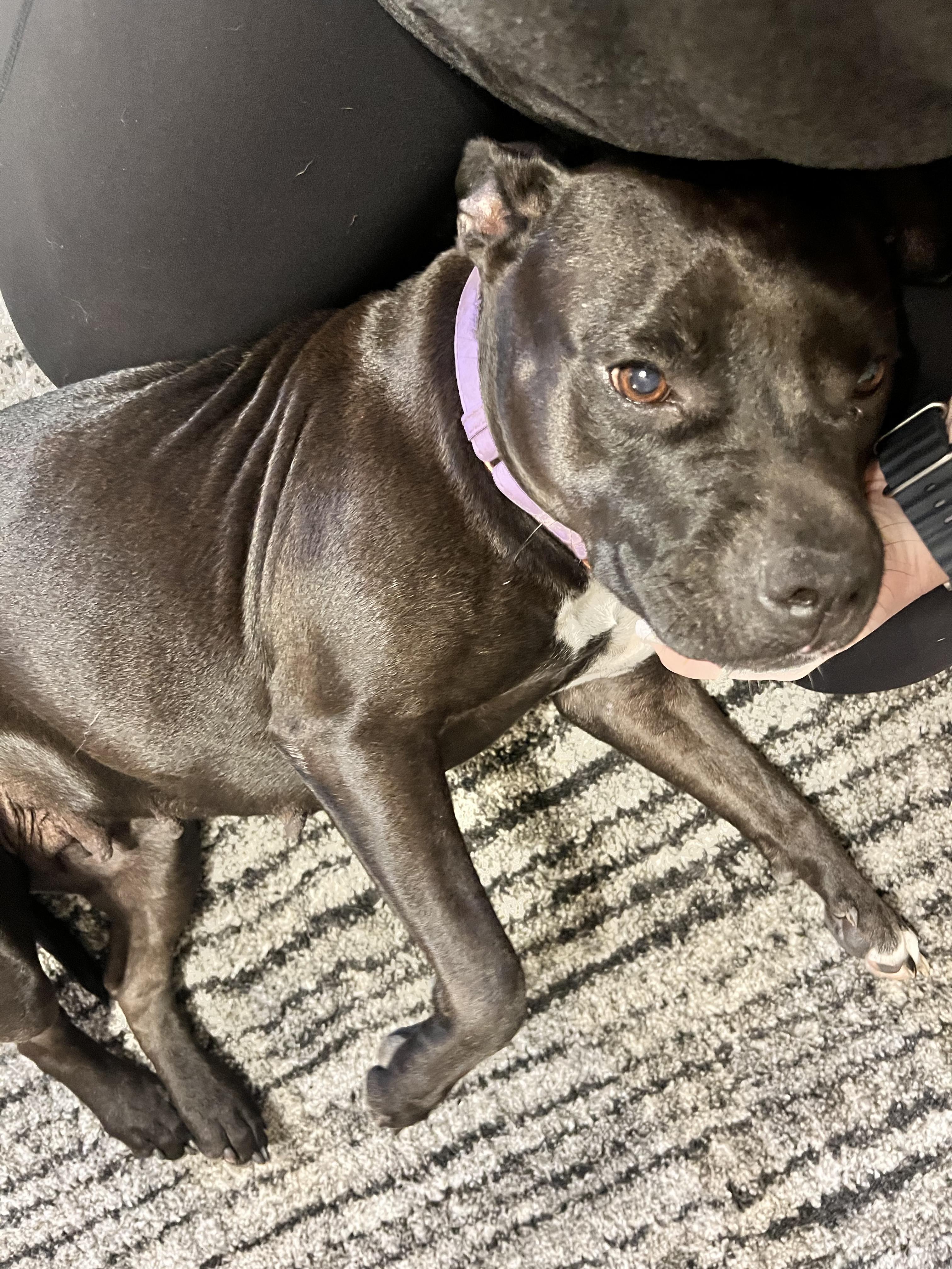 Enlarge Megan, a Adoptable Mixed Breed in Central Islip, NY image 6/6