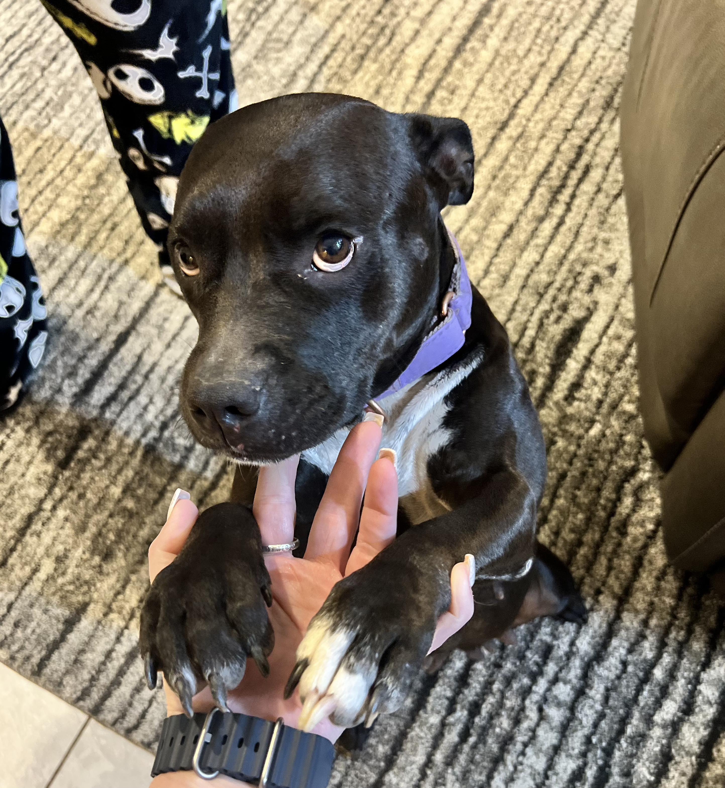 Enlarge Megan, a Adoptable Mixed Breed in Central Islip, NY image 1/6