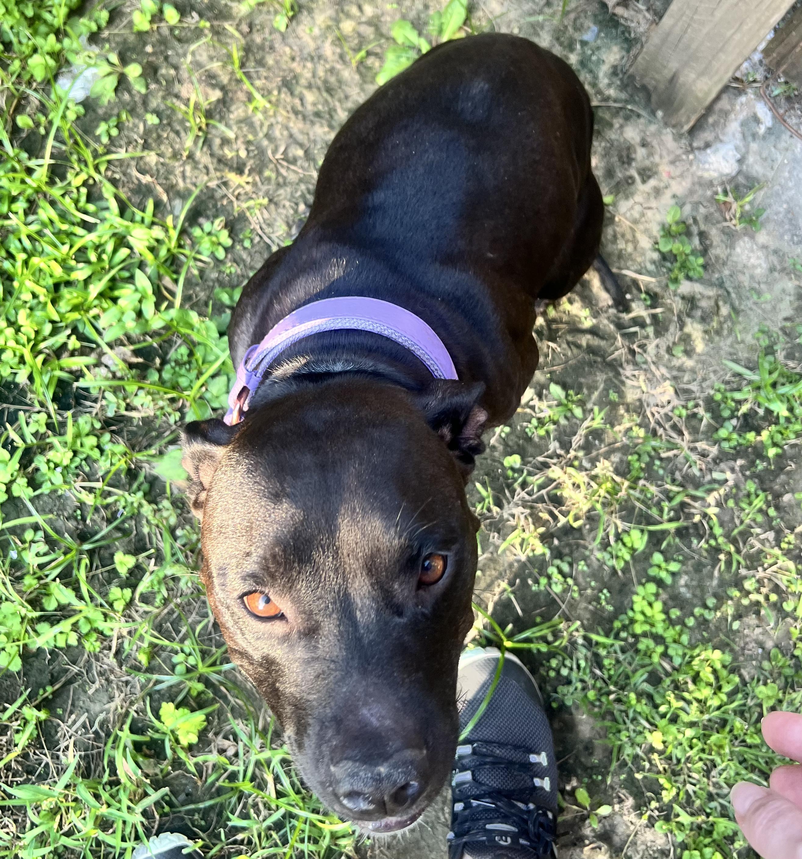 Enlarge Megan, a Adoptable Mixed Breed in Central Islip, NY image 5/6