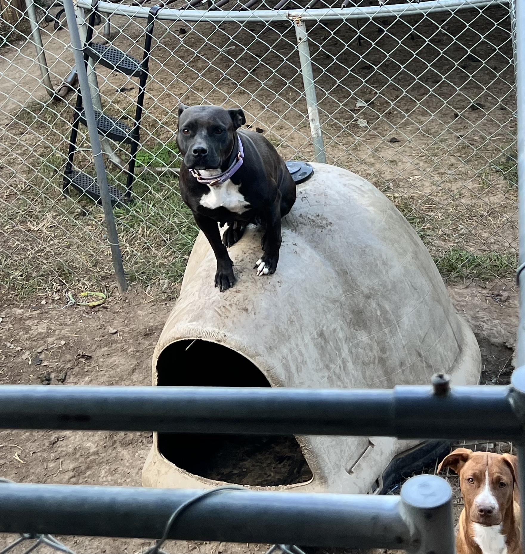 Enlarge Megan, a Adoptable Mixed Breed in Central Islip, NY image 3/6