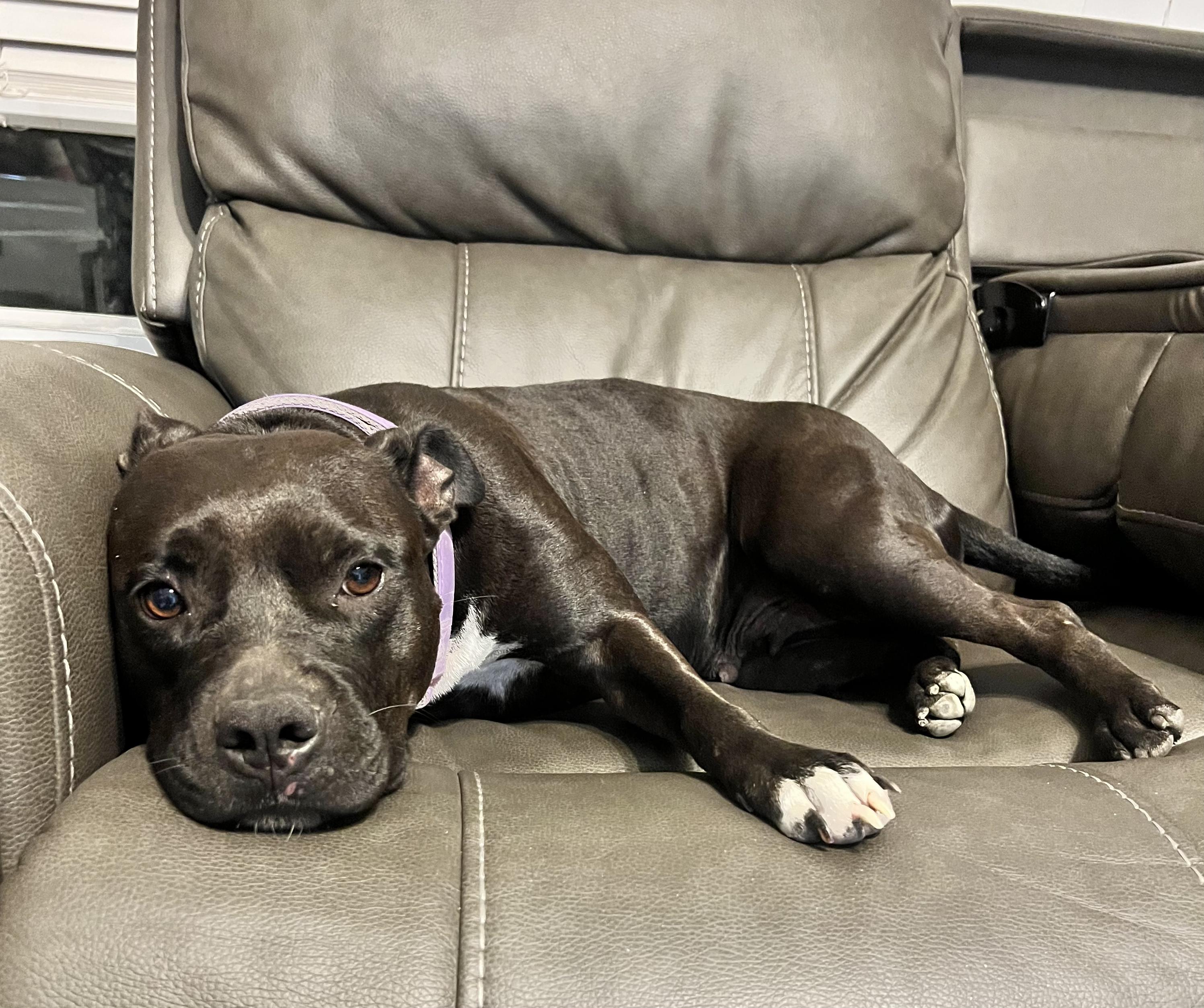 Enlarge Megan, a Adoptable Mixed Breed in Central Islip, NY image 2/6