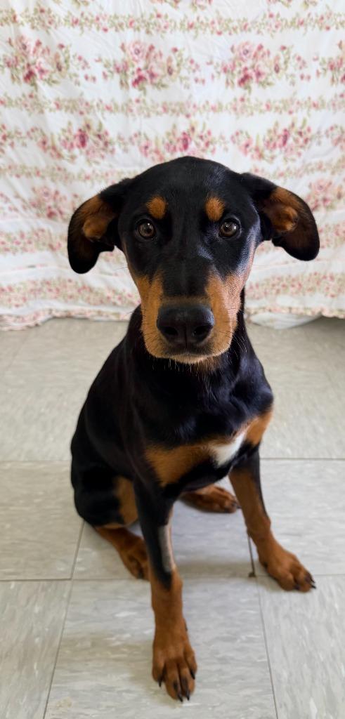 Enlarge Margie, a Adoptable mixed breed in Brookings, OR image 1/1
