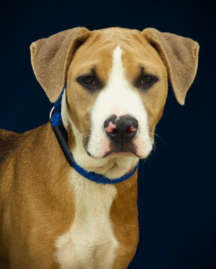 Rick, Adoptable, Adult Male Mixed Breed.