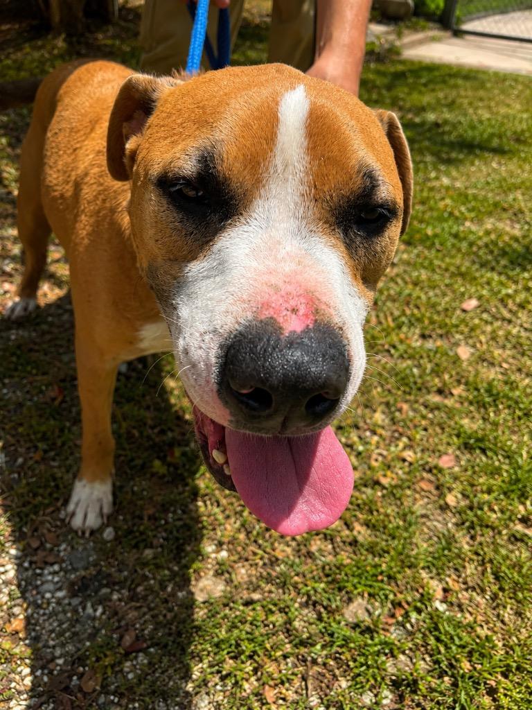 Enlarge Rick, a Adoptable mixed breed in Denham Springs, LA image 2/2