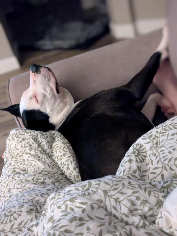 Sophie, Adoptable, Adult Female American Staffordshire Terrier.