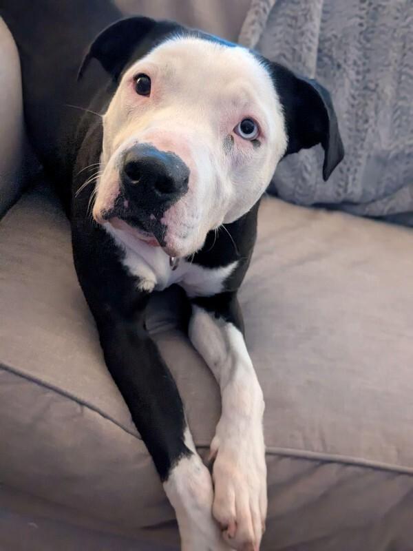 Enlarge Sophie, a Adoptable American Staffordshire Terrier in Austin, TX image 2/3