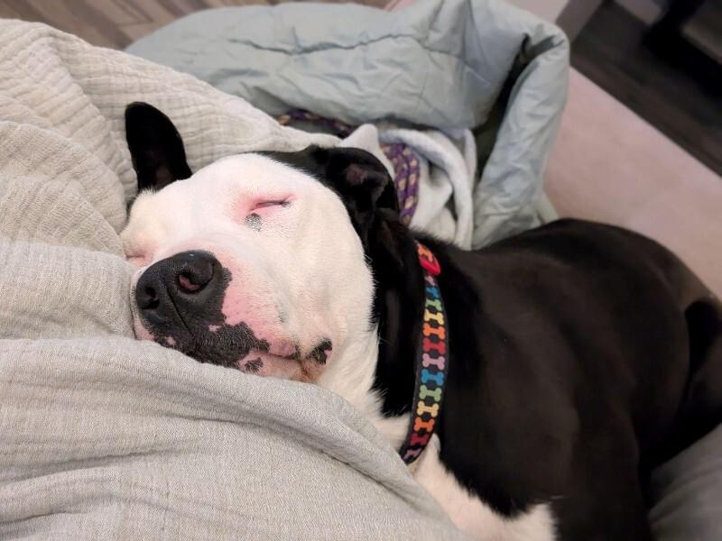 Enlarge Sophie, a Adoptable American Staffordshire Terrier in Austin, TX image 3/3