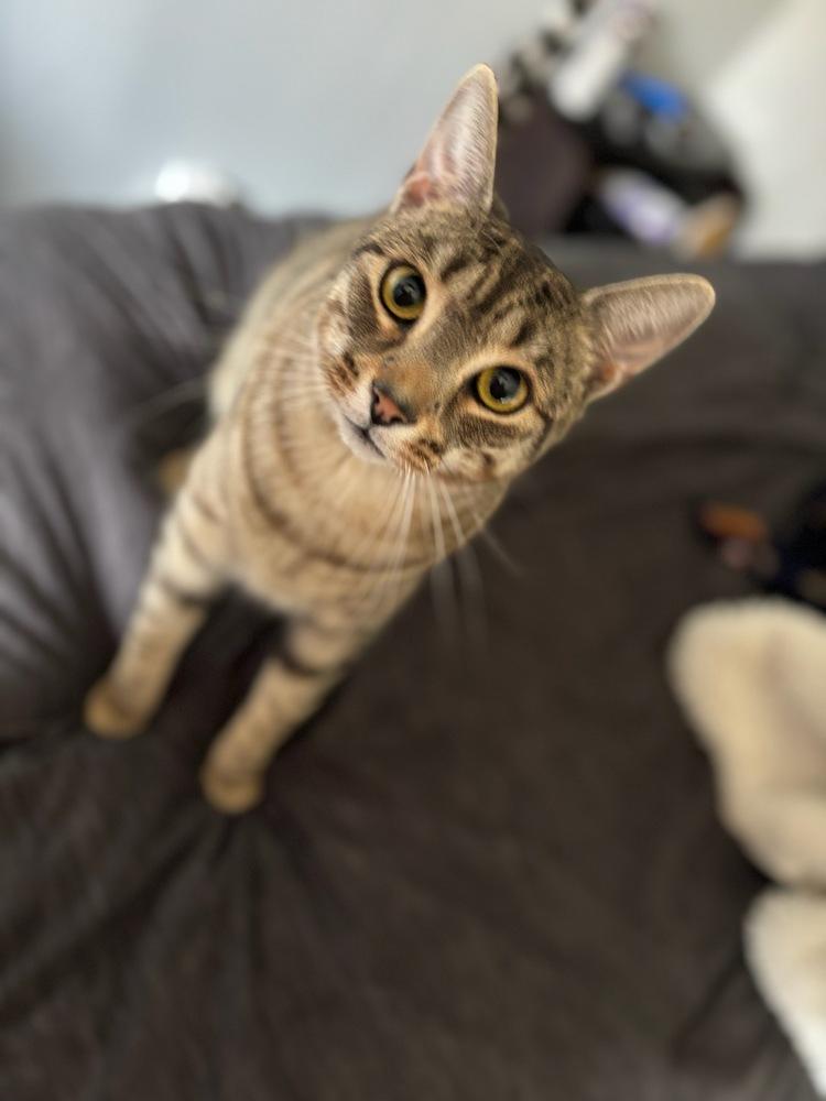 Cody, Adoptable, Adult Male Domestic Short Hair.