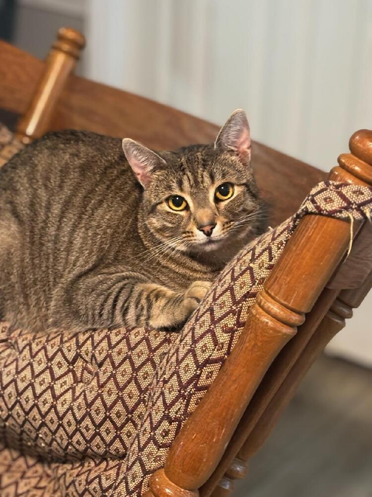 Enlarge Cody, a Adoptable mixed breed in Mooresville, NC image 2/2