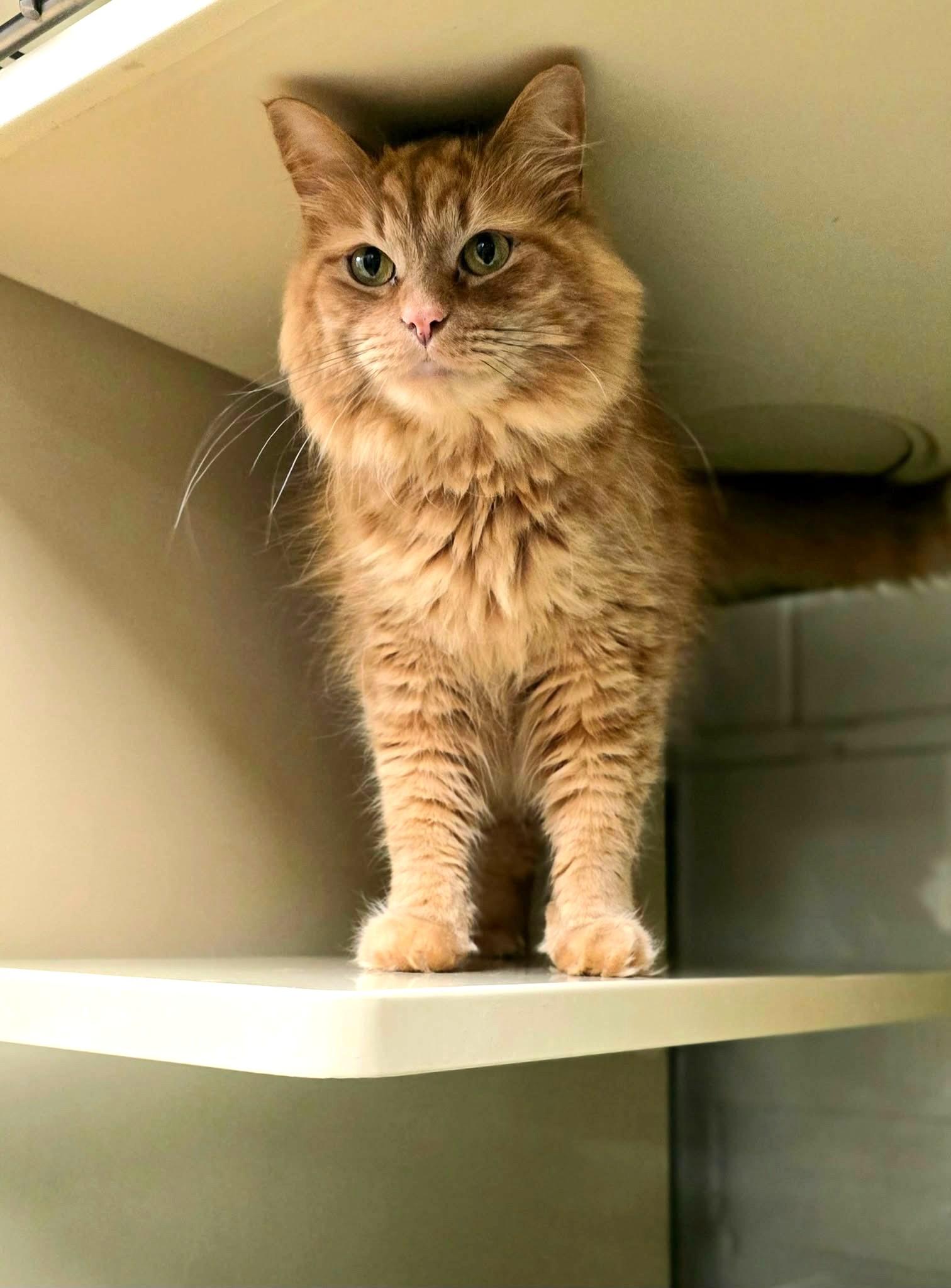 Fred, a ADOPTABLE Domestic Long Hair in New Castle, PA image 4/4