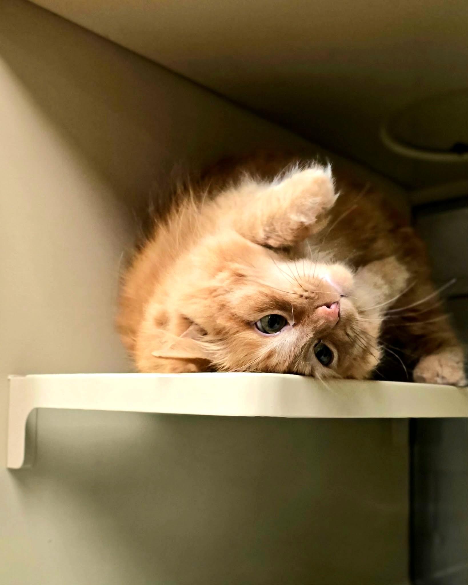 Fred, a ADOPTABLE Domestic Long Hair in New Castle, PA image 1/4
