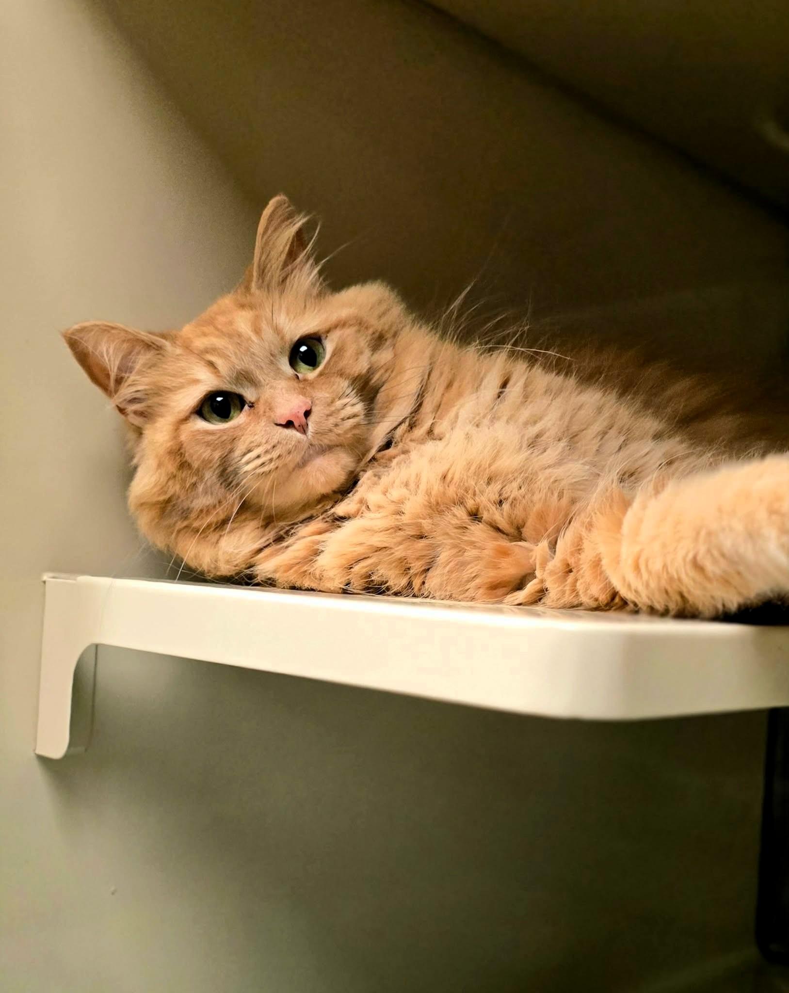 Fred, a ADOPTABLE Domestic Long Hair in New Castle, PA image 3/4