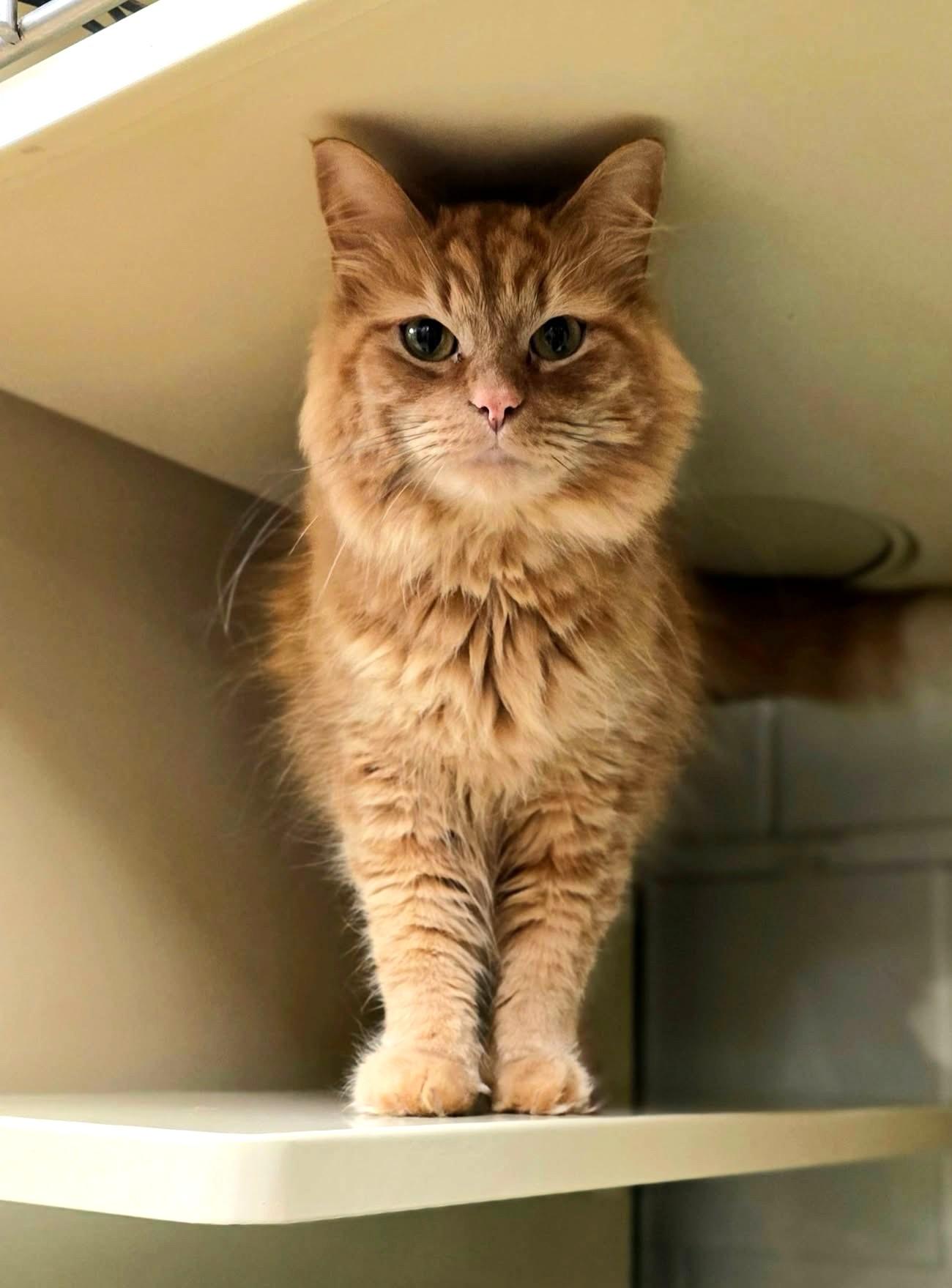Fred, a ADOPTABLE Domestic Long Hair in New Castle, PA image 2/4