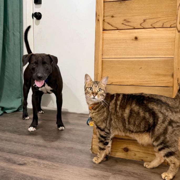 Leilani Snuggles the Professional Cuddle Bug