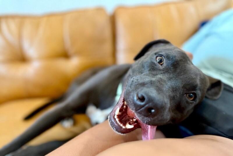 Leilani Snuggles the Professional Cuddle Bug — thumbnail 4