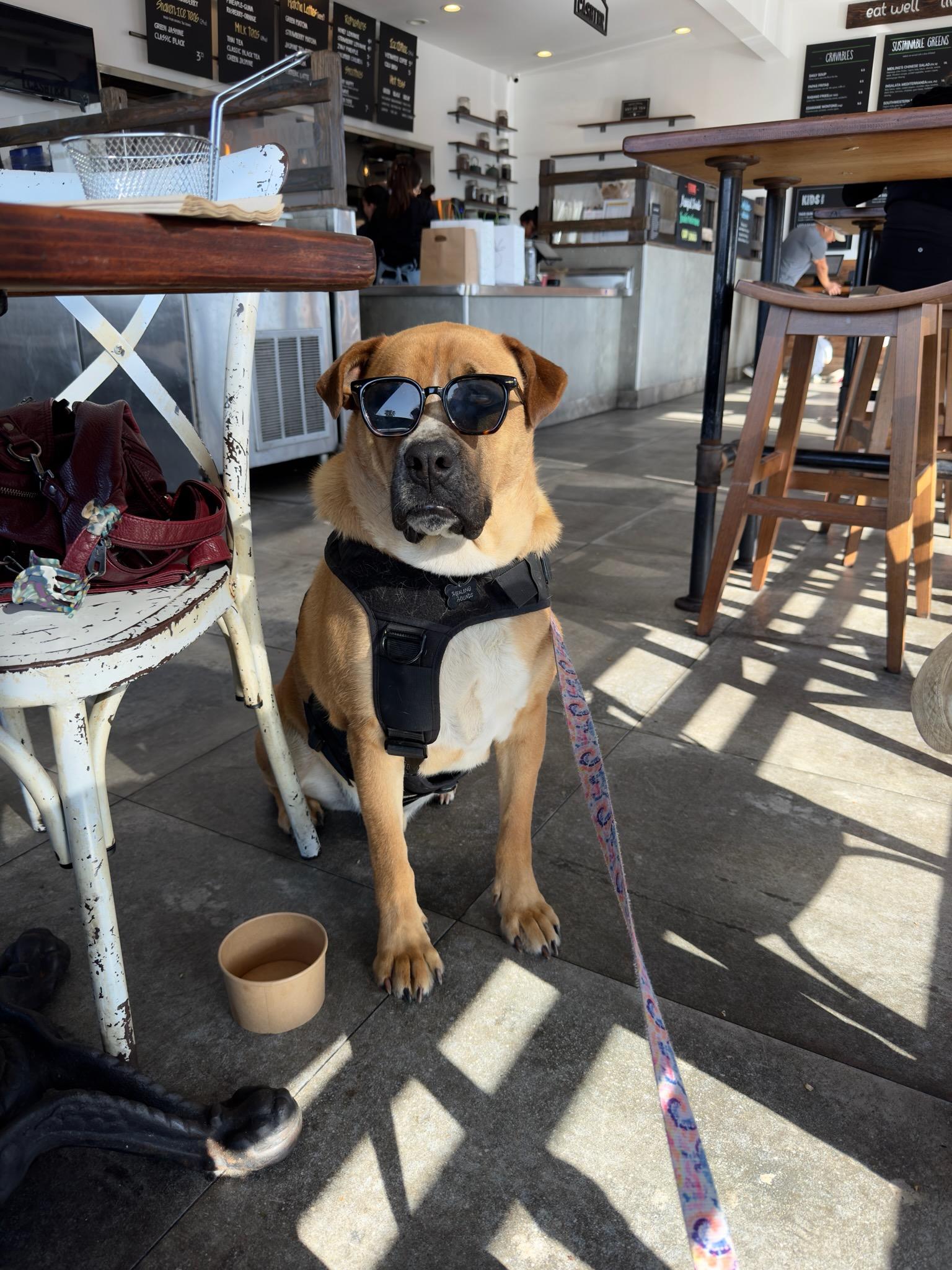 Enlarge PHAROH, a Adoptable mixed breed in Burbank, CA image 2/4