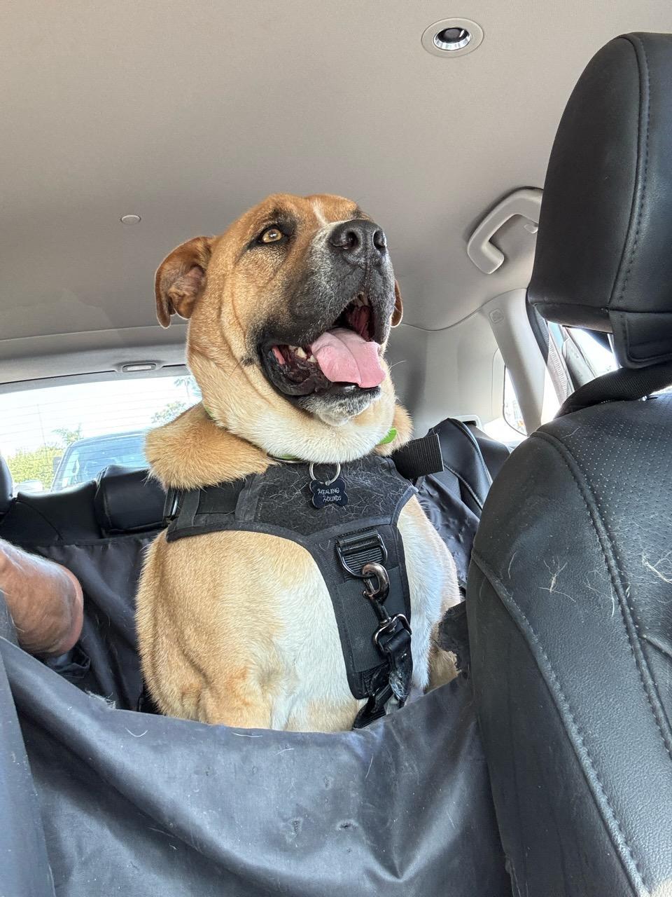 PHAROH, Adoptable, Adult Male French Bulldog & Mastiff.