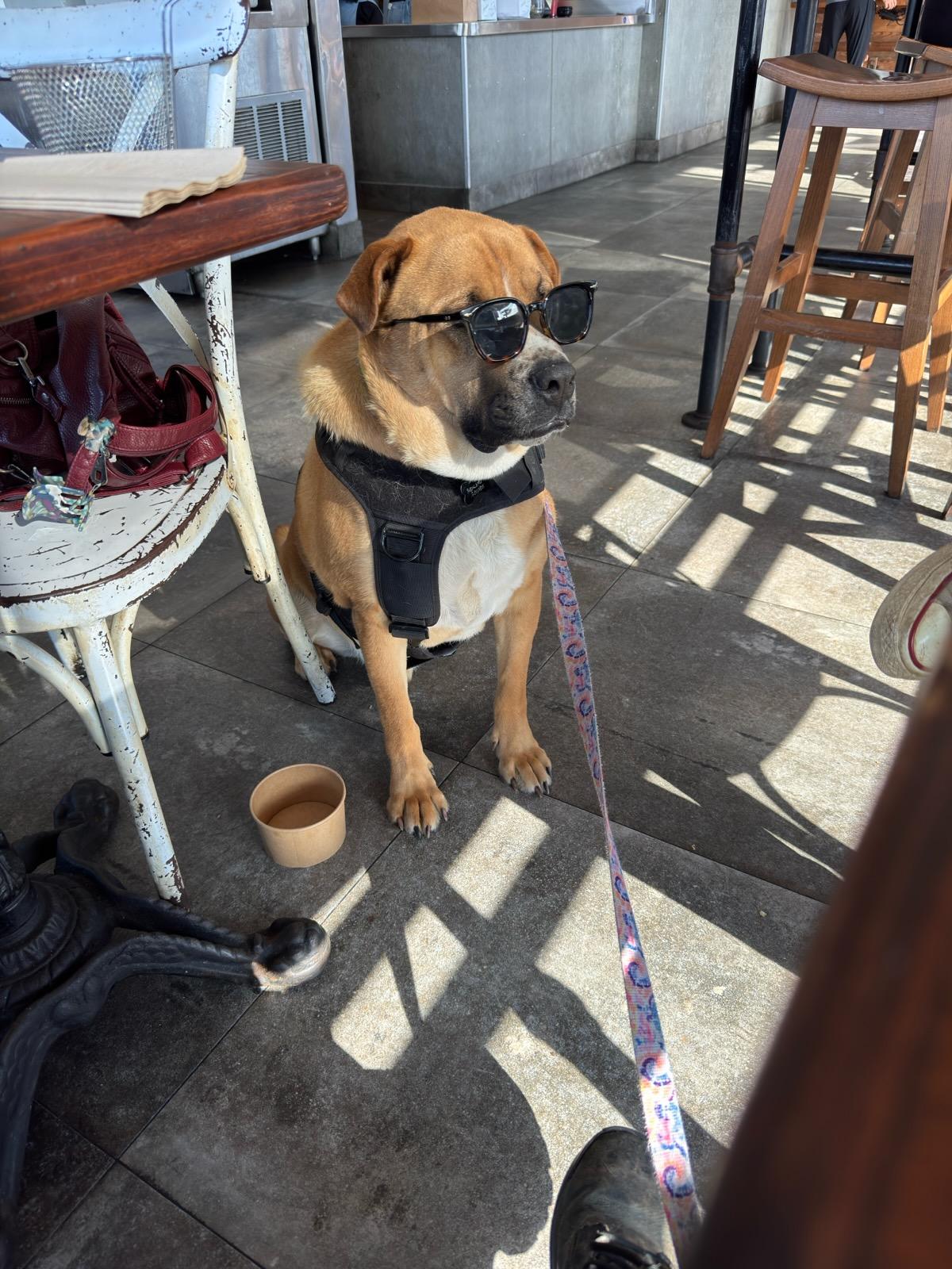 Enlarge PHAROH, a Adoptable mixed breed in Burbank, CA image 3/4