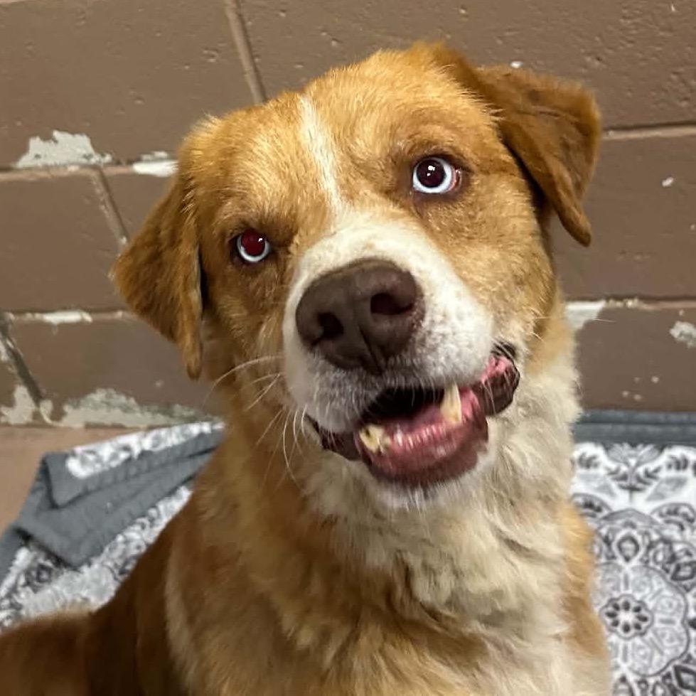 Alvin, Adoptable, Senior Male Nova Scotia Duck Tolling Retriever & Australian Shepherd.
