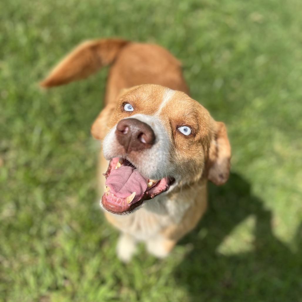 Enlarge Alvin, a Adoptable mixed breed in Caryville, TN image 2/6