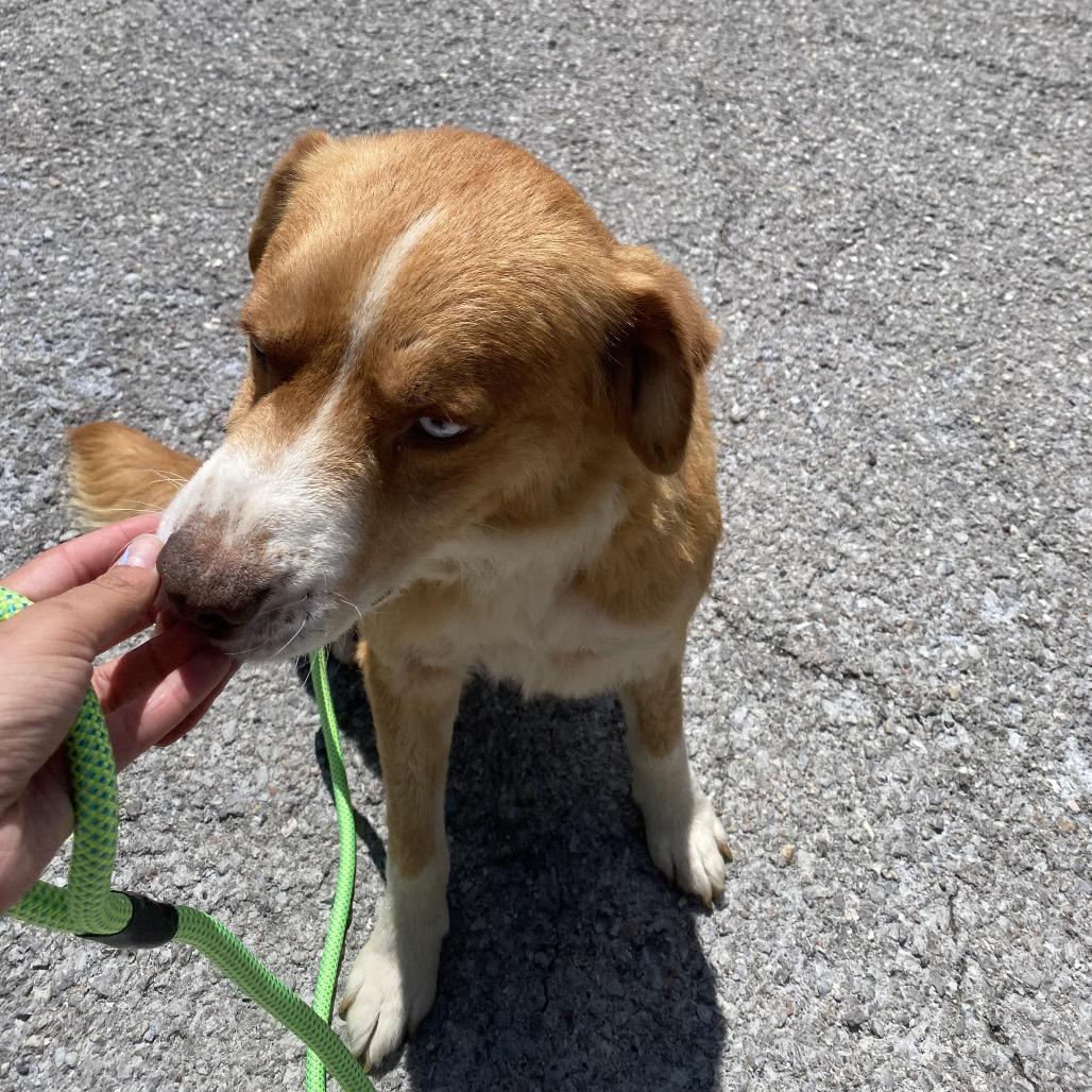 Enlarge Alvin, a Adoptable mixed breed in Caryville, TN image 3/6