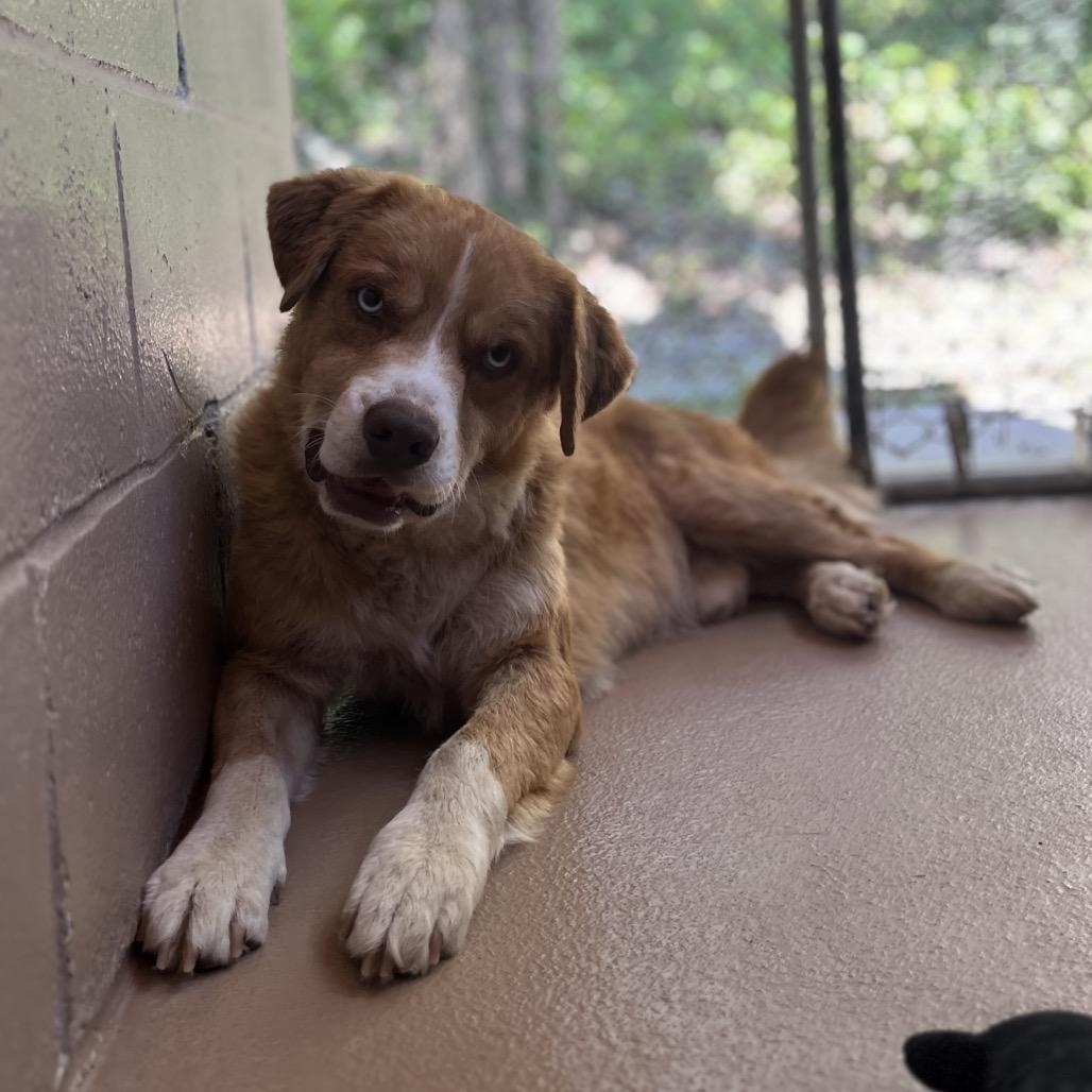 Enlarge Alvin, a Adoptable mixed breed in Caryville, TN image 4/6