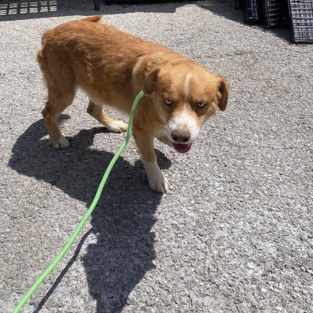 Enlarge Alvin, a Adoptable mixed breed in Caryville, TN image 5/6