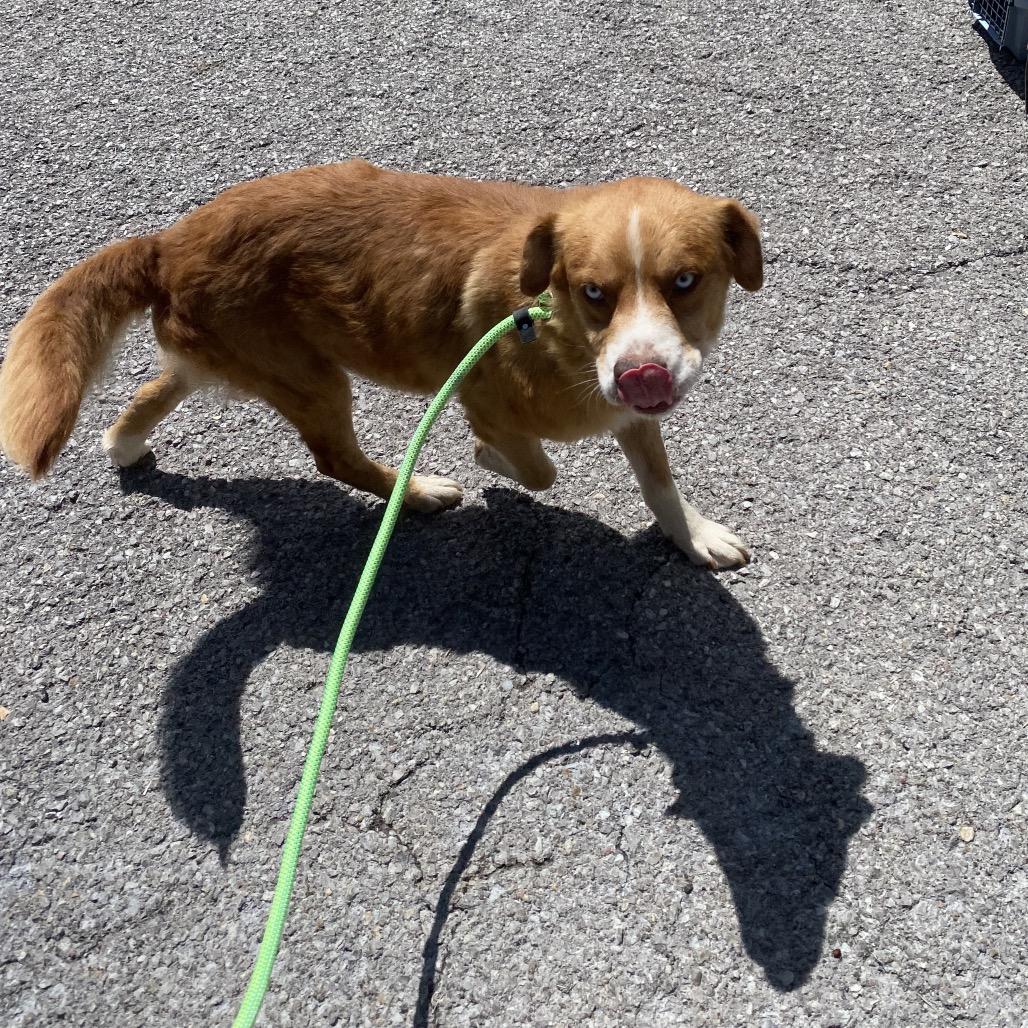 Enlarge Alvin, a Adoptable mixed breed in Caryville, TN image 6/6