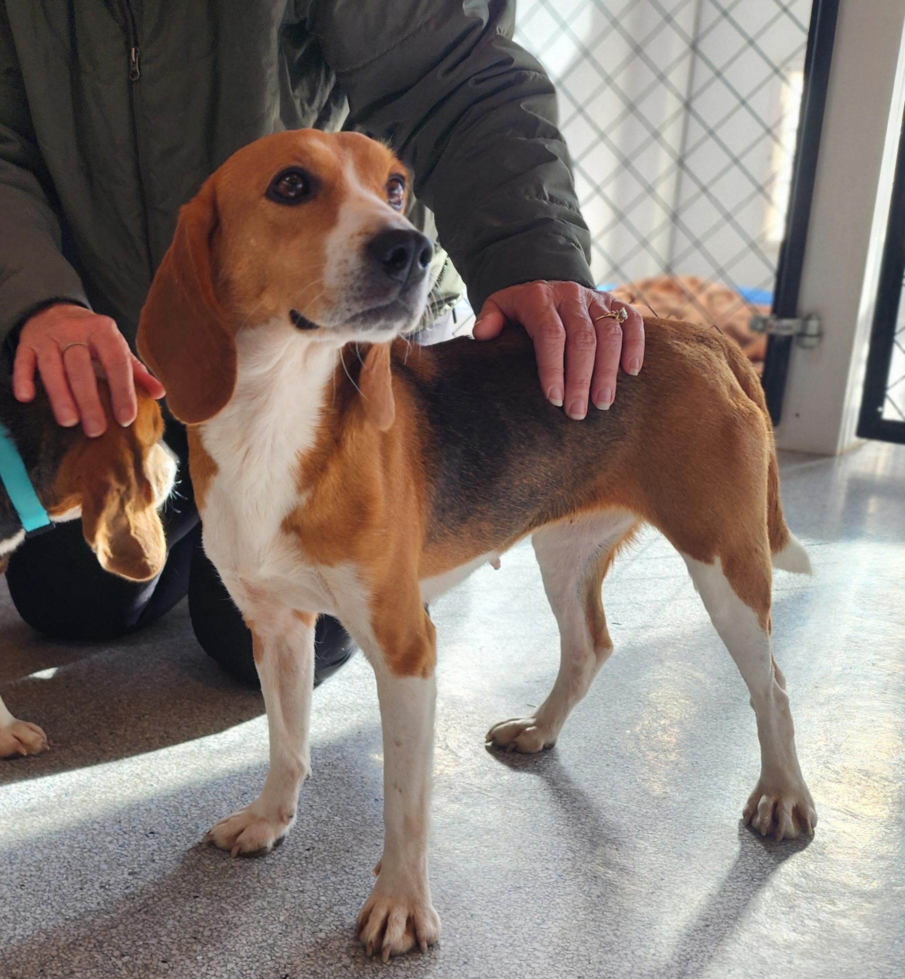 Agnes, an adoptable Beagle in Hartville, WY, 82215 | Photo Image 1