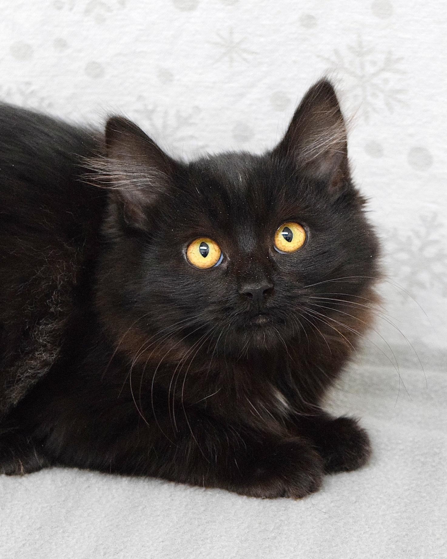 Amy, ADOPTABLE, Kitten Female Domestic Medium Hair.