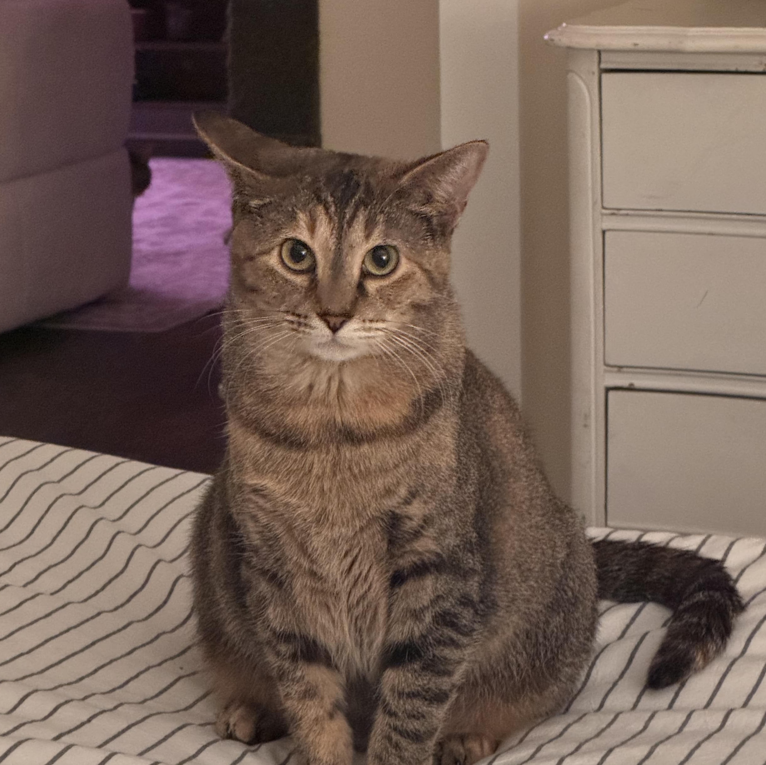 Enlarge Susie, an adopted Domestic Short Hair in Nashville, TN image 1/3