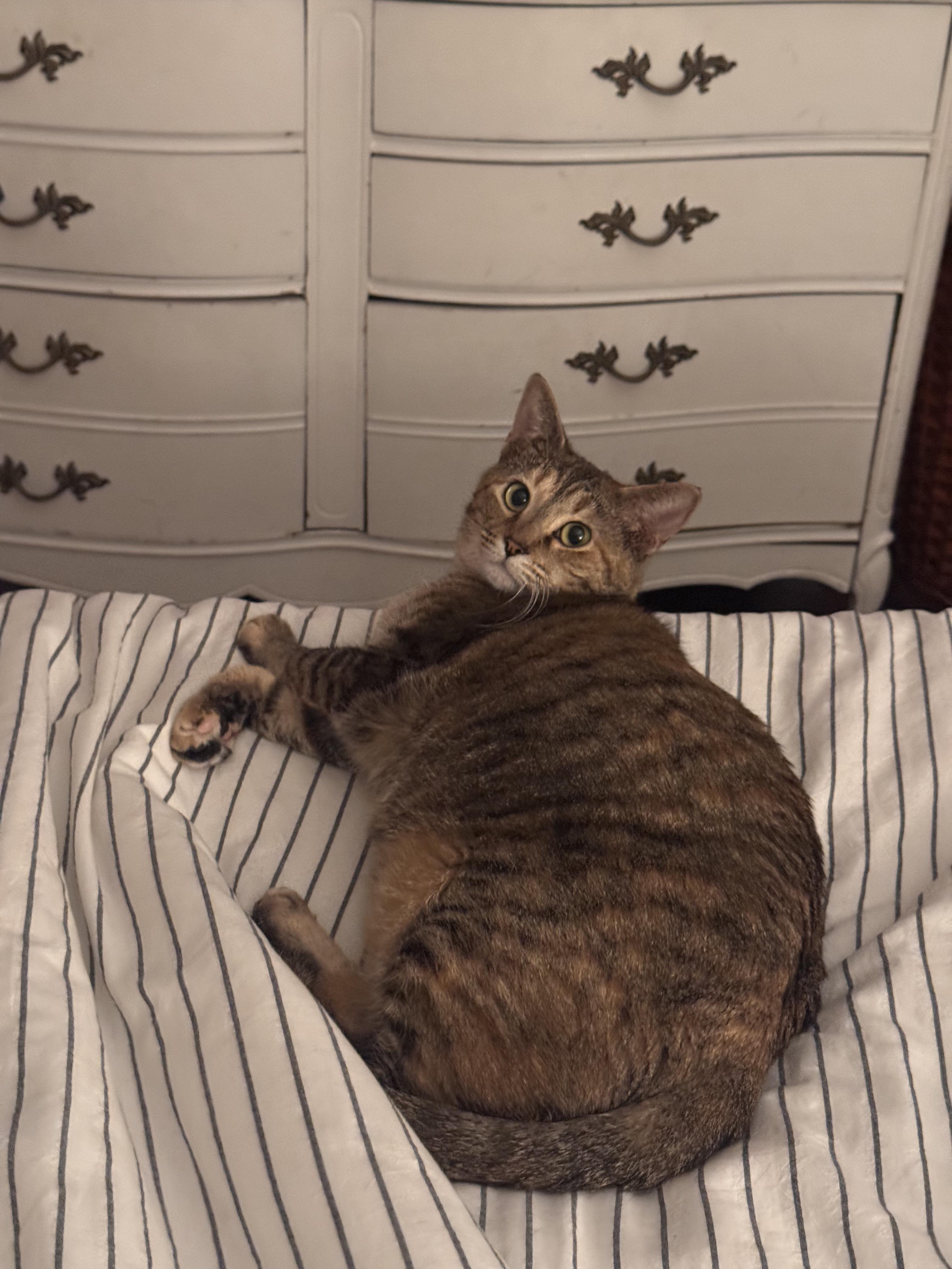 Enlarge Susie, an adopted Domestic Short Hair in Nashville, TN image 3/3