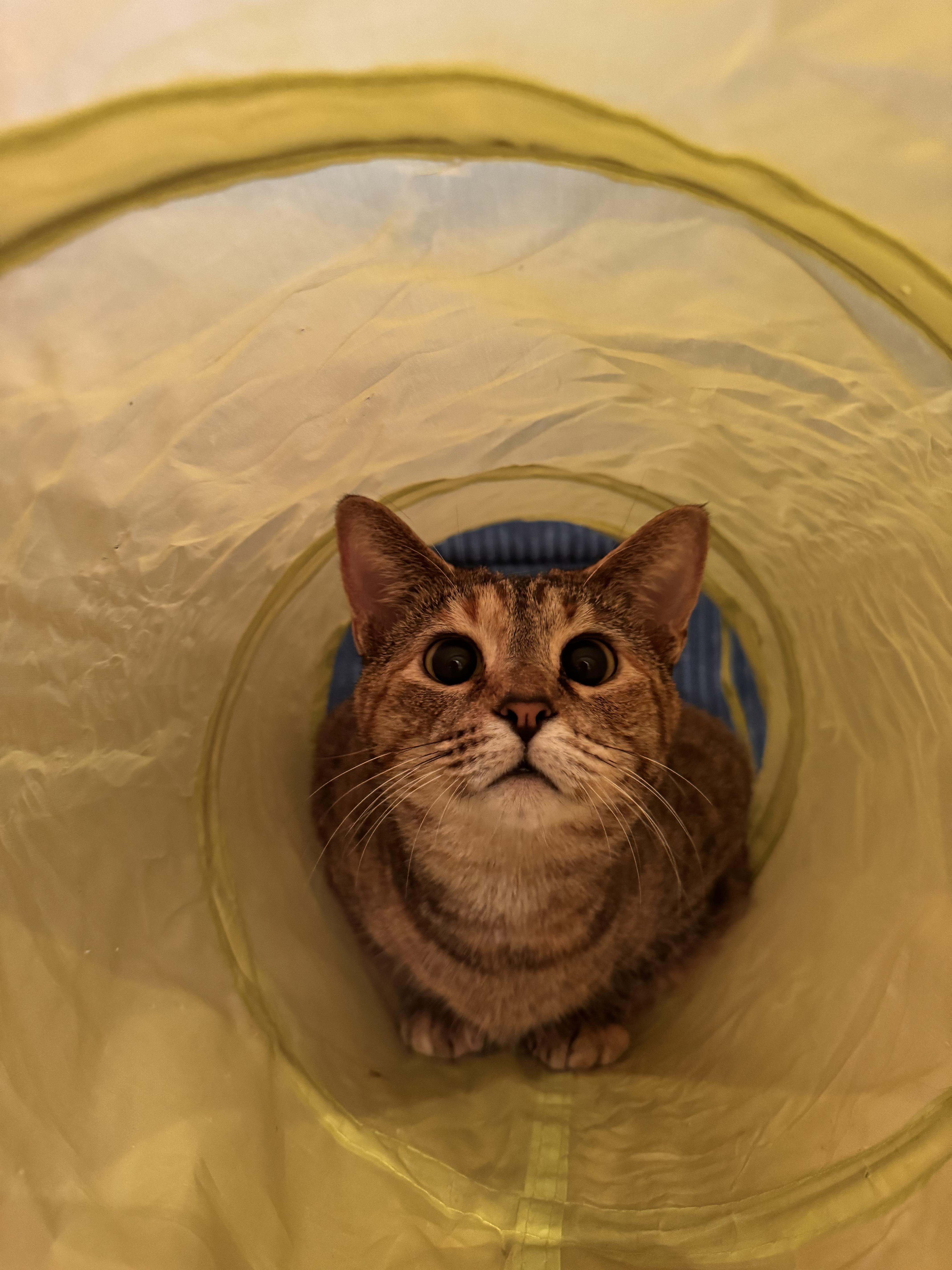 Enlarge Susie, an adopted Domestic Short Hair in Nashville, TN image 2/3