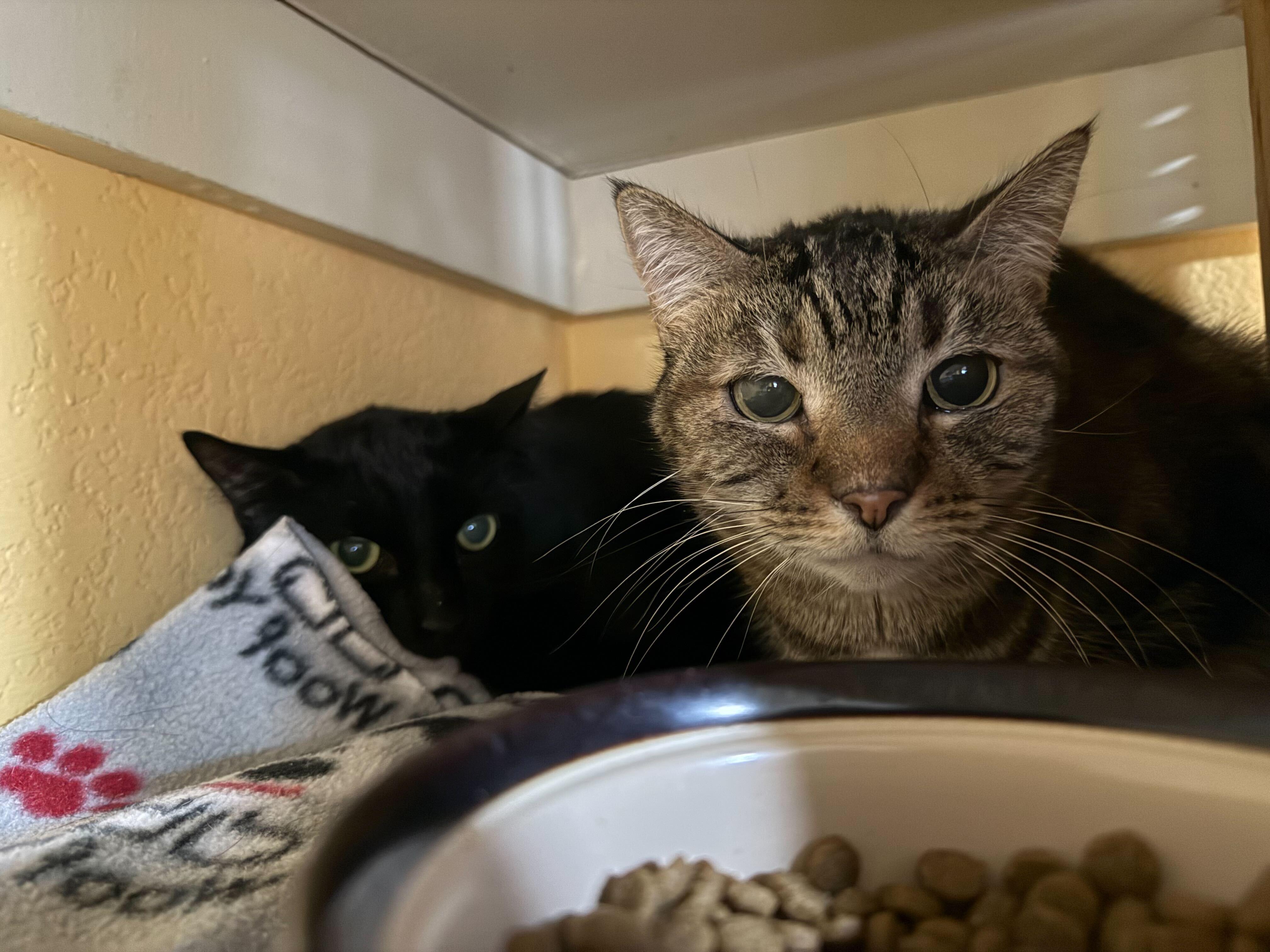 Agnes & Stapleton: Barn Cats!, adoptable, Adult Female Domestic Short Hair.