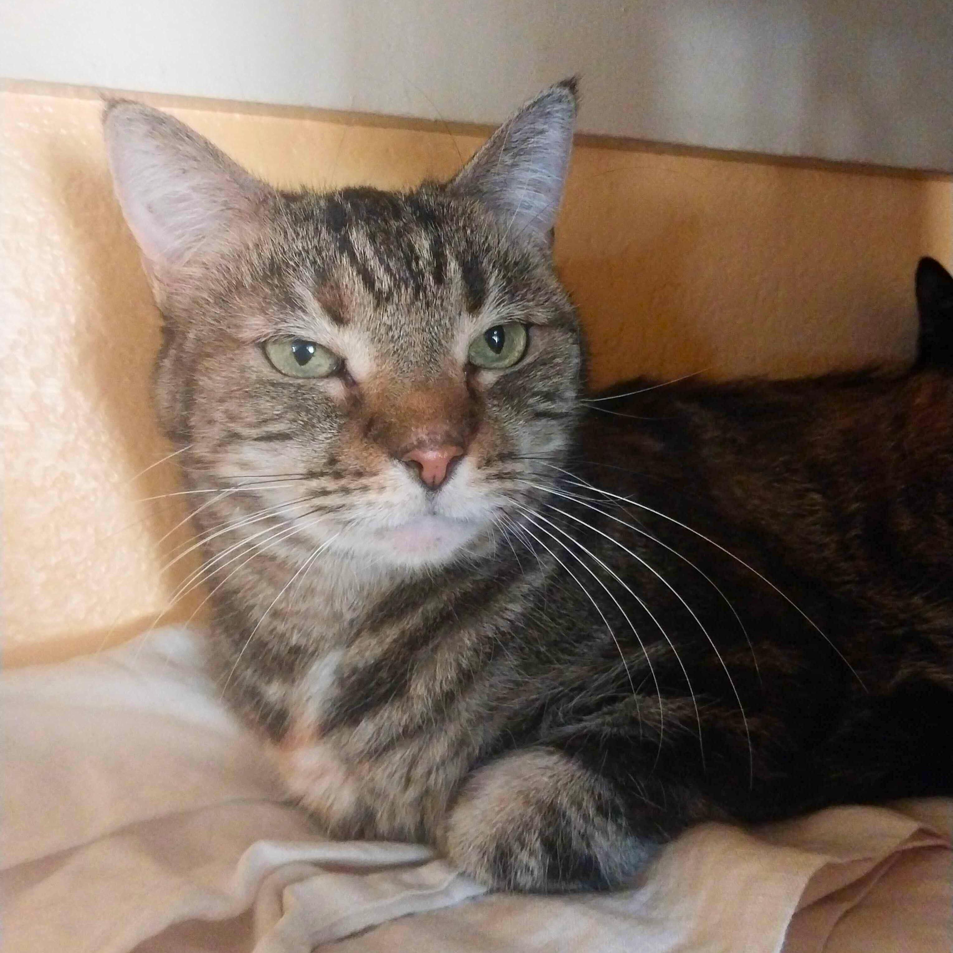 Agnes, Adoptable, Adult Female Domestic Short Hair.
