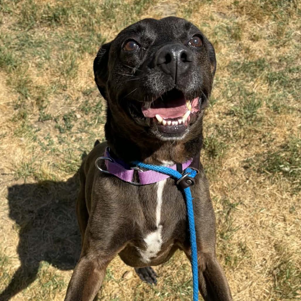 Enlarge Max, a Adoptable mixed breed in Concord, NC image 1/6