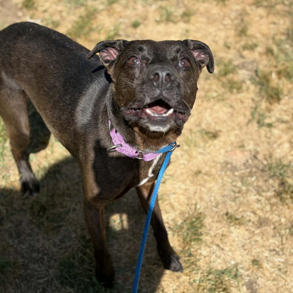 Enlarge Max, a Adoptable mixed breed in Concord, NC image 2/6