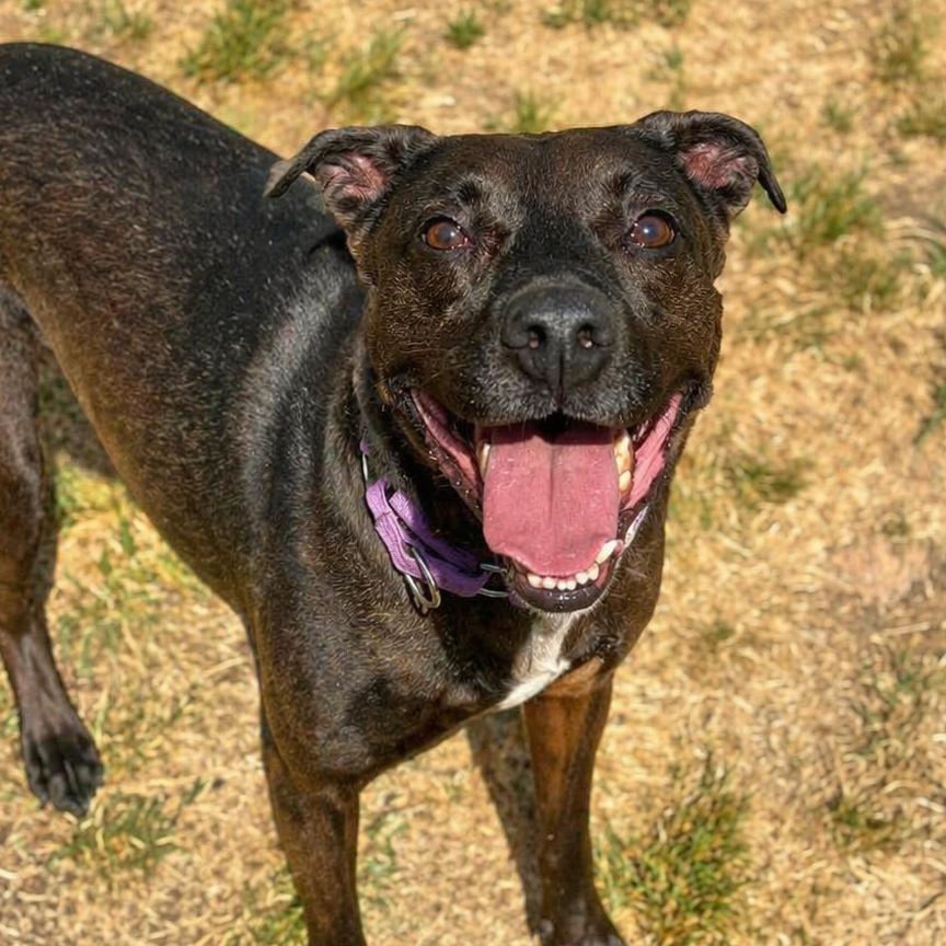 Enlarge Max, a Adoptable mixed breed in Concord, NC image 3/6