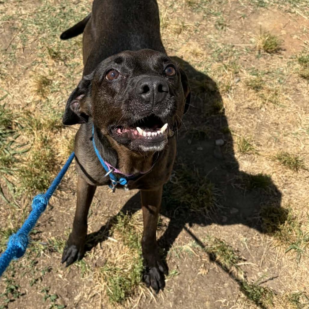 Enlarge Max, a Adoptable mixed breed in Concord, NC image 4/6