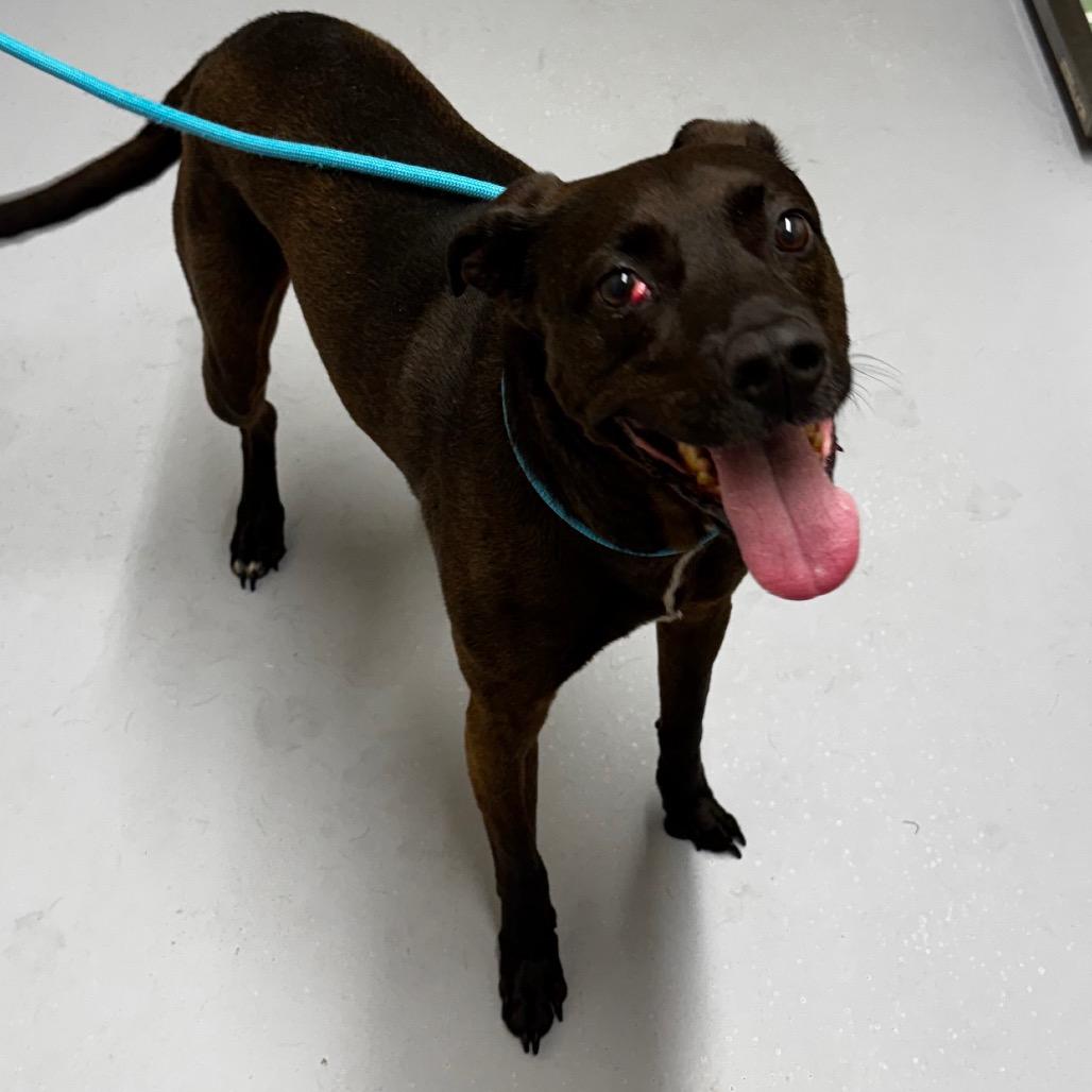 Enlarge Max, a Adoptable mixed breed in Concord, NC image 5/6