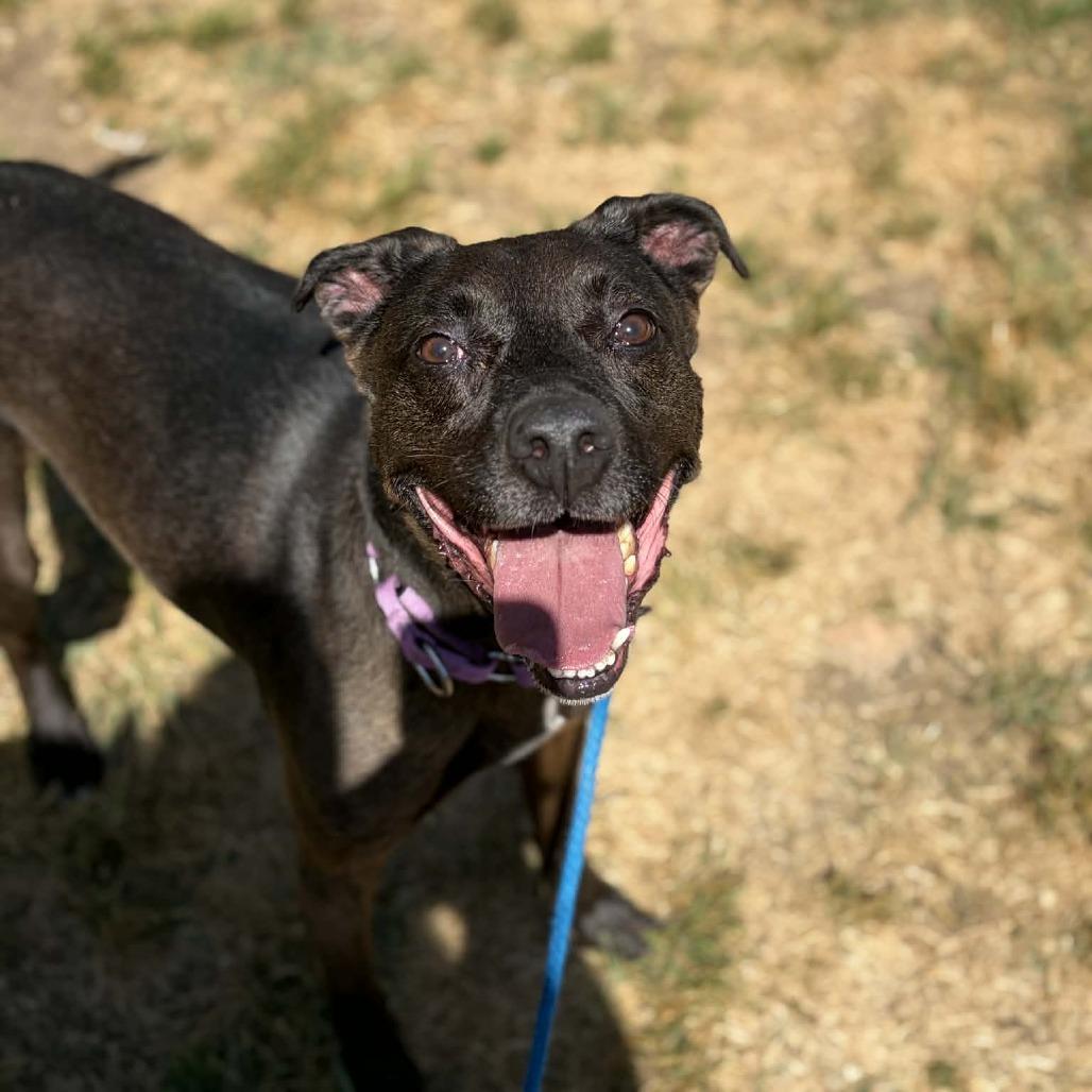 Enlarge Max, a Adoptable mixed breed in Concord, NC image 6/6